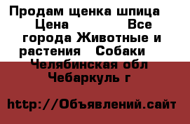 Продам щенка шпица.  › Цена ­ 15 000 - Все города Животные и растения » Собаки   . Челябинская обл.,Чебаркуль г.
